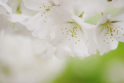 Close-up of white flowers