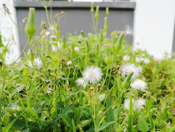 Close-up of wildflowers