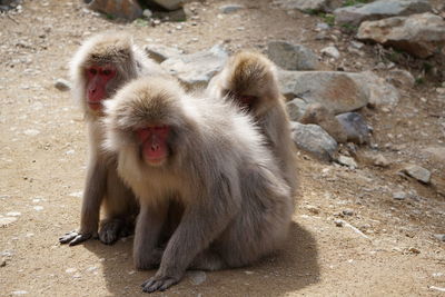 Portrait of a monkey