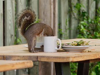 Close-up of an squirrel with head in coffee cup on table. amusing. 