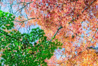 Low angle view of tree in autumn