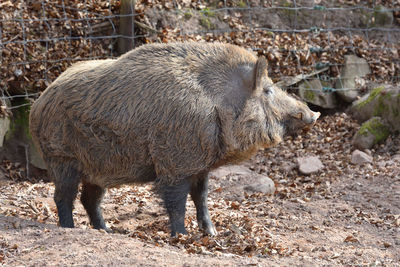 Side view of big wild boar