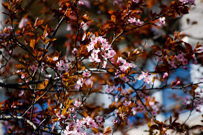 Close-up of cherry blossom tree