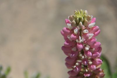 Close-up of pink flowers blooming outdoors