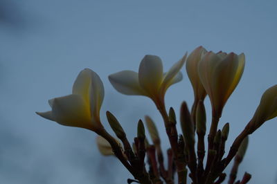 Close-up of yellow flowering plant against sky