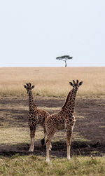 Giraffes standing on landscape against clear sky