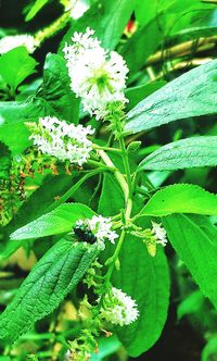 Close-up of white flowers