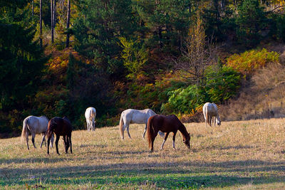 Horses grazing in a field