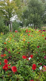 Red flowers growing on tree