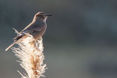 Close-up of bird perching on plant