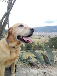 Close-up of a dog looking away