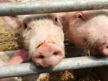 Close-up of pigs by fence on field