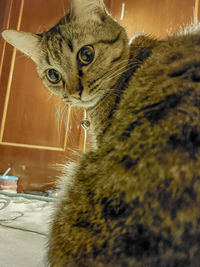 cat
