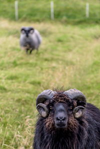 Sheep on field