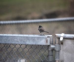 Bird perching on metal fence