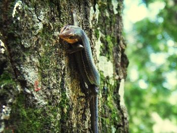 Close-up of tree trunk