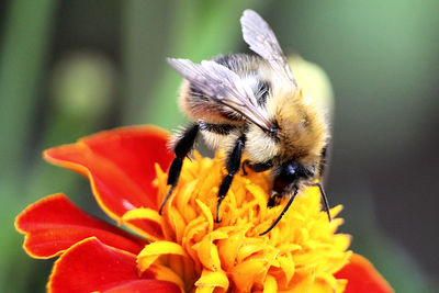 Close-up of bee pollinating on flower