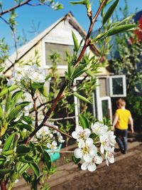 View of flowering plant against building