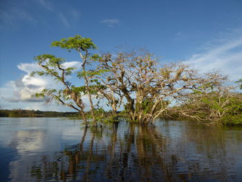 Tree by lake against sky