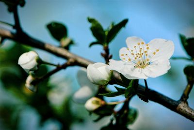 Close-up of cherry blossoms in spring