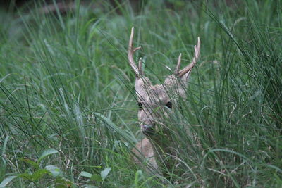 View of deer on grass