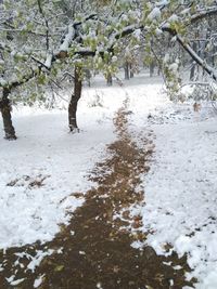 Trees growing by frozen lake during winter