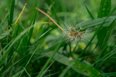 Close-up of dandelion on field