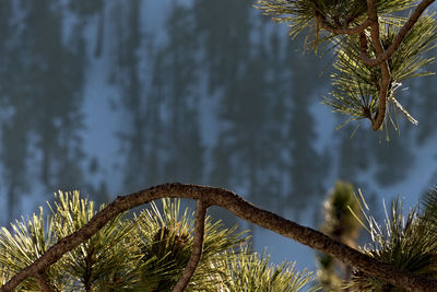 Close-up of palm tree branch