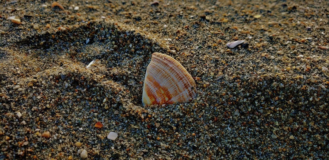 CLOSE-UP OF SEASHELL ON BEACH