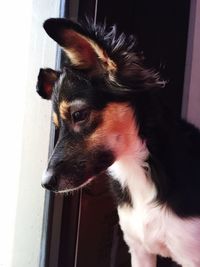 Close-up of dog looking away while standing by window