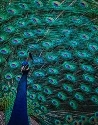 Close-up of peacock feathers