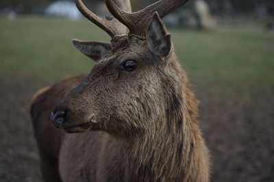 Close-up of deer looking away on field