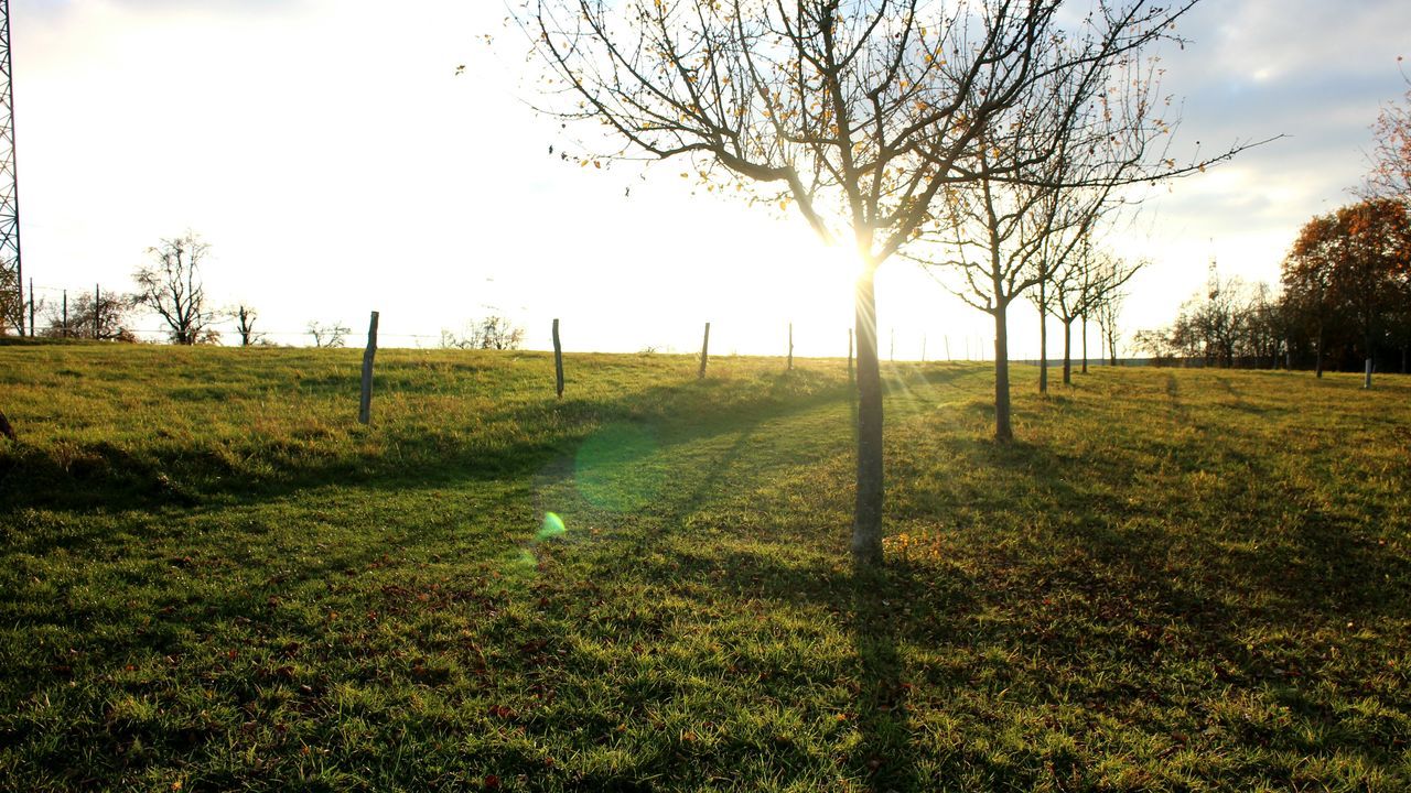 grass, tree, field, tranquility, tranquil scene, sky, landscape, grassy, scenics, beauty in nature, nature, bare tree, growth, sunlight, sun, branch, green color, idyllic, no people, non-urban scene