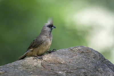 Close-up of bird perching on rock