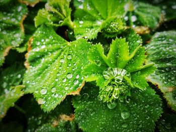 Close-up of raindrops on leaves