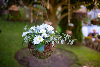 Close-up of white flowering plant in park