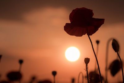 Poppies blooming on field during sunset