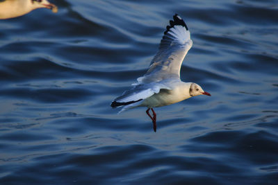 Seagull flying over sea