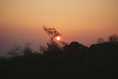 Silhouette plants on field against sky during sunset