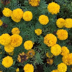 Close-up of yellow flowers