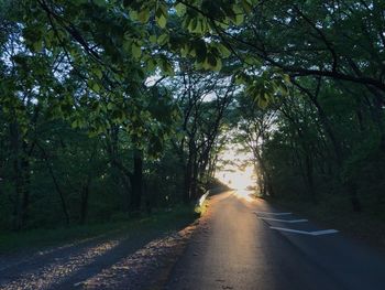 Road amidst trees in forest