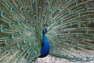 Peacock spreading feathers