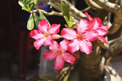 Close-up of pink flowering plant