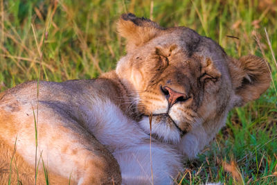 Portrait of sleeping lioness