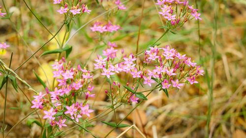 Close-up of pink flowering plants