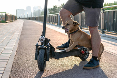 Close up feet of a man in sneakers made stop stand one leg with his dog on electric scooter. 