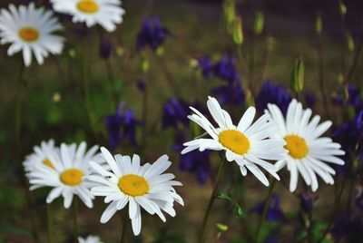 Close-up of white daisy flowers