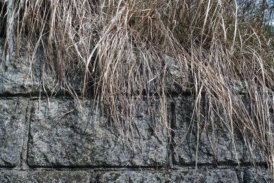 Full frame shot of dry grass