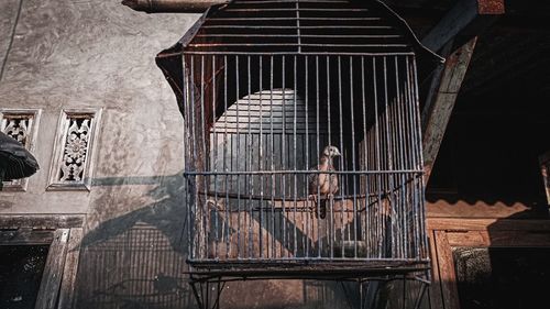 View of bird in cage