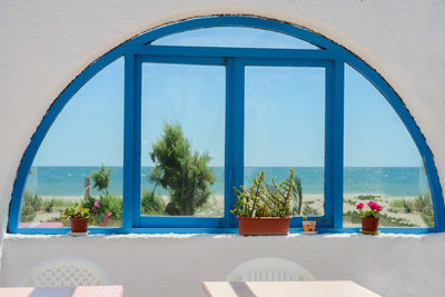 Flowers in pot in front of blue window frame